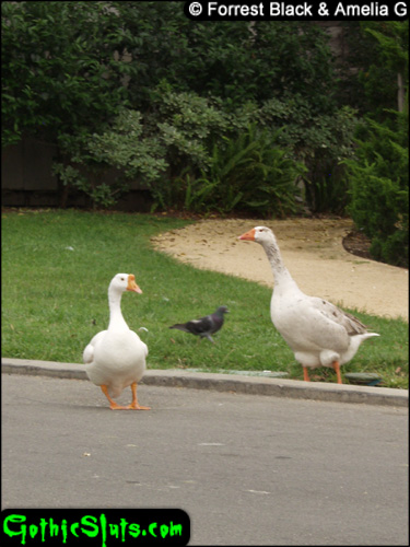 Ducks chase Szandora and Amelia and Forrest